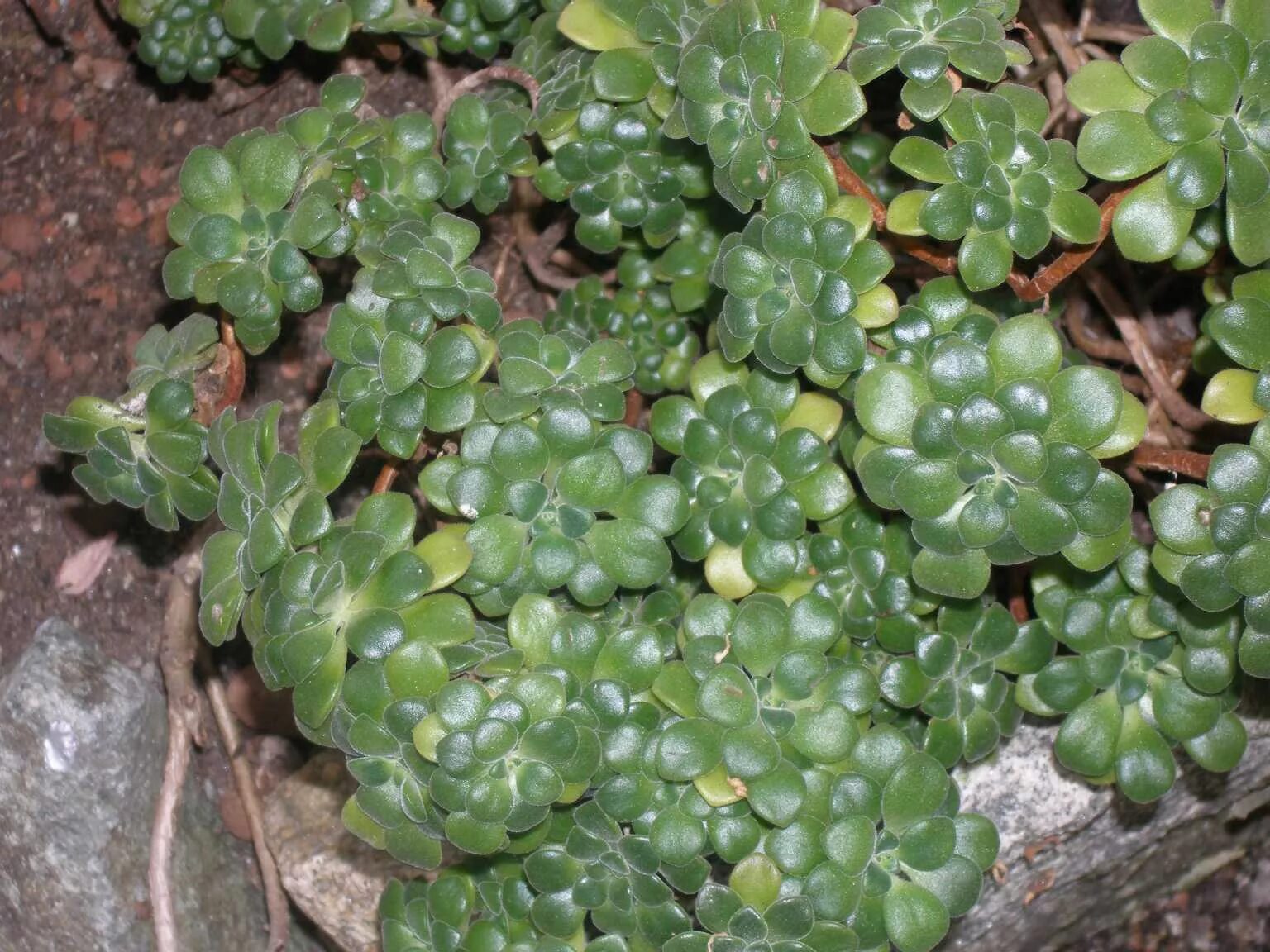 аптения ланцетовидная. суккулент эониум. суккулент аптения. эониум сандерса. эониум балерина.