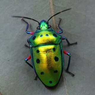Самые разные насекомые