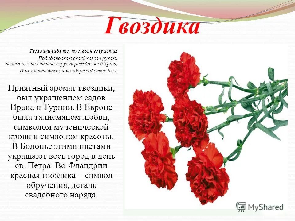 9 мая цветы текст. Гвоздика описание. Описание гвоздики цветка. Сообщение про гвоздики. Красные гвоздики.