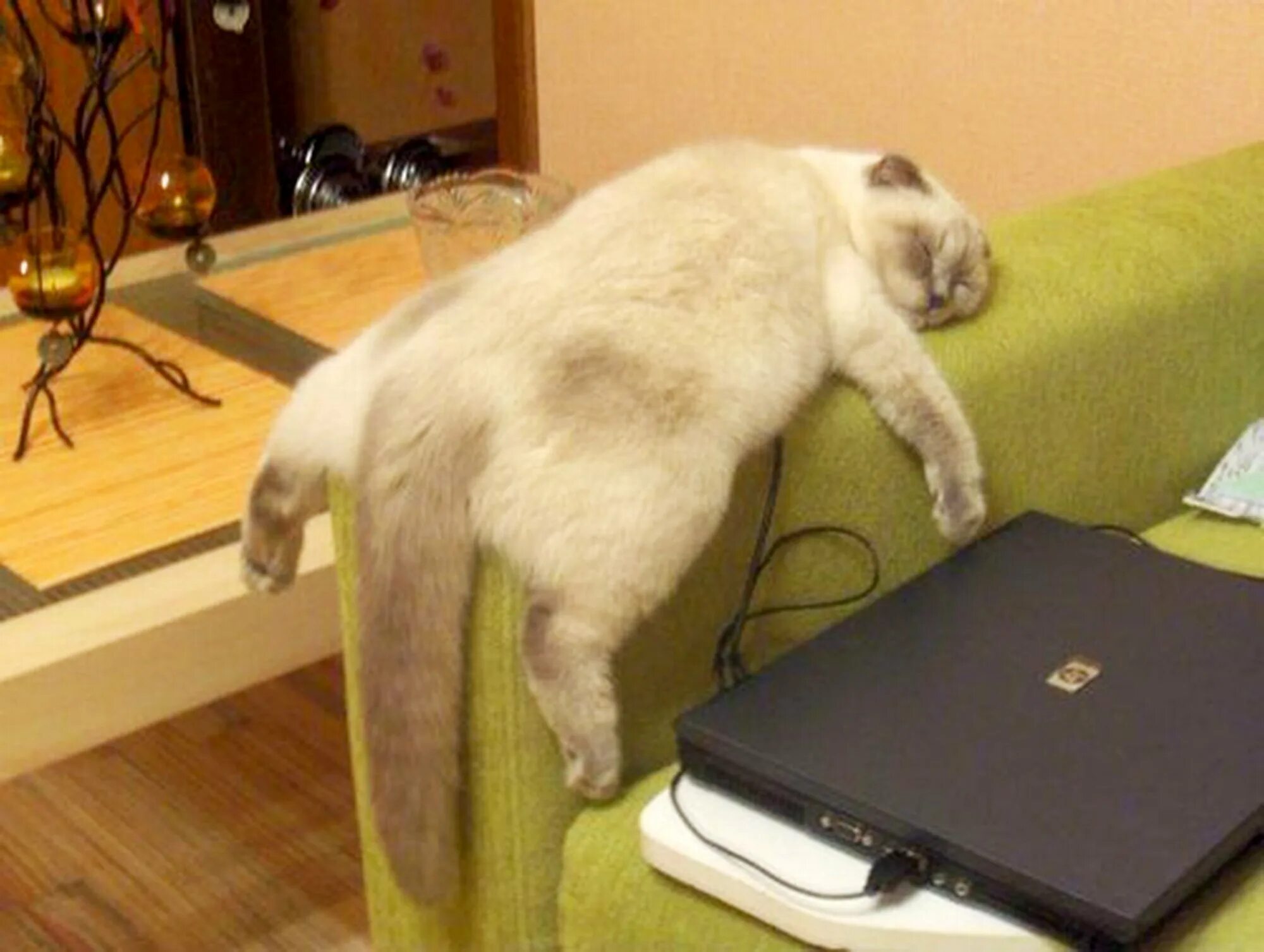 Стал сильно уставать. Кот устал. Уставгиф кот. Уставший котик. Смешной кот устал.
