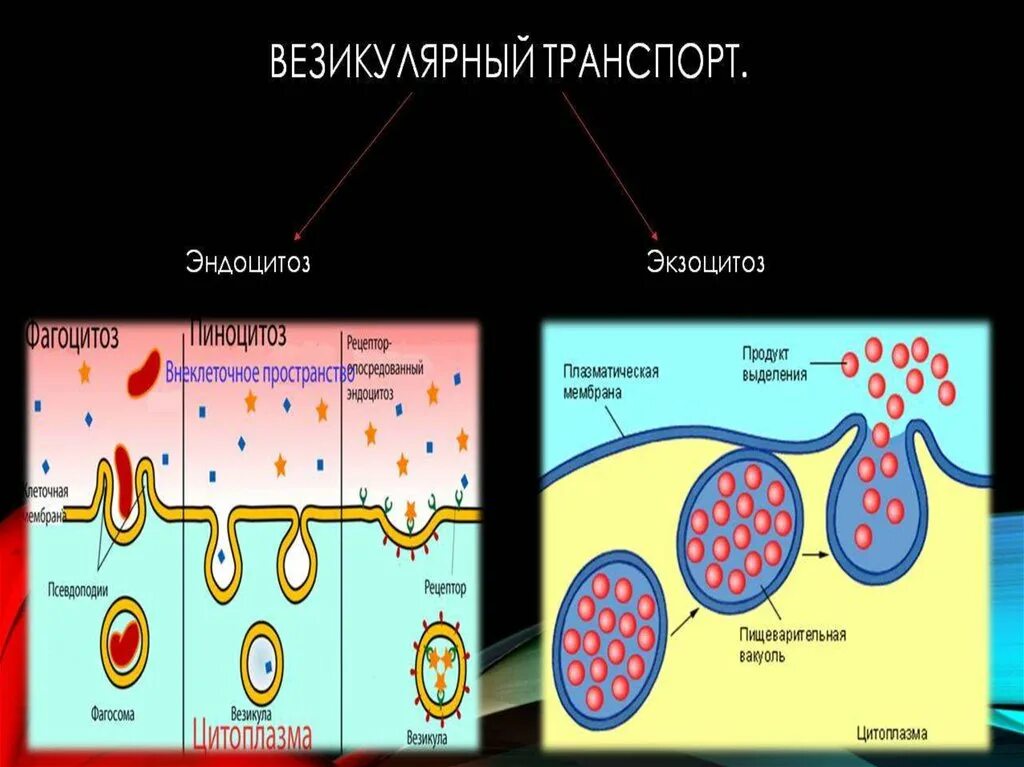 Эндоцитоз экзоцитоз фагоцитоз это. Эндоцитоз и экзоцитоз схема. Эндоцитоз и экзоцитоз мембран. Трансцитоз эндоцитоз экзоцитоз.