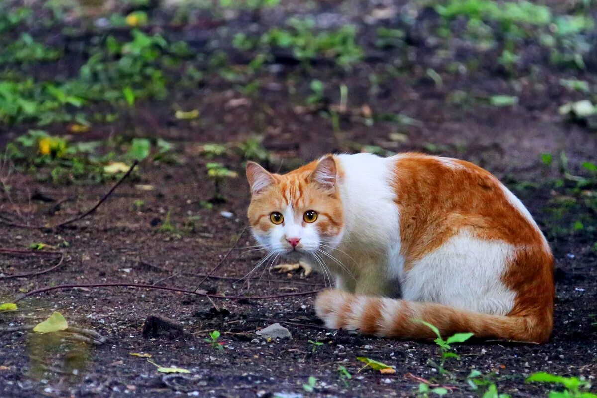 Рыжик кот. Кот Рыжик фото. Страна кошек. Рыжик кот из Карелии. Котик рыжик