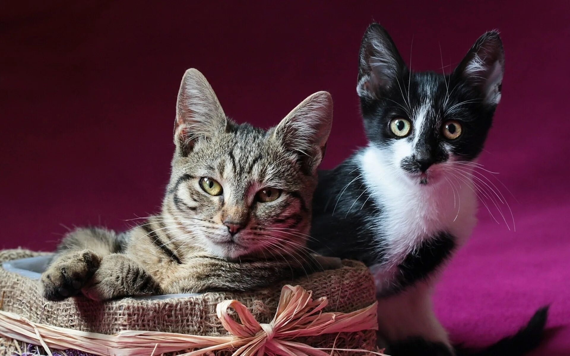 Какие нибудь кошечки. Кошки. кошки фото. красивые кошечки. кошка с котятами.