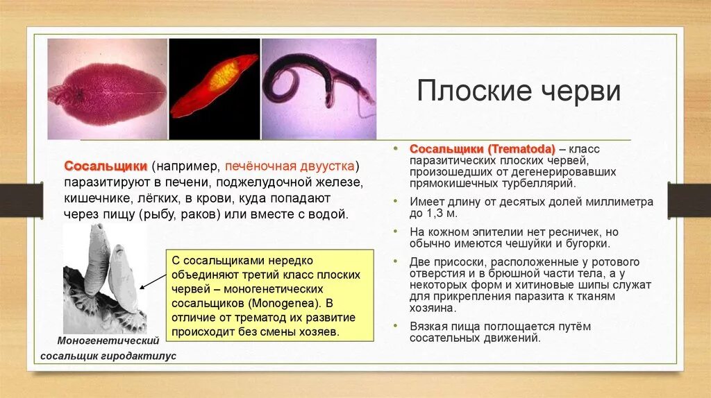 Плоские черви примеры названия. Сосальщики черви представители. Плоские черви двуустка. Черви паразиты сосальщики. Классы паразитических плоских червей.