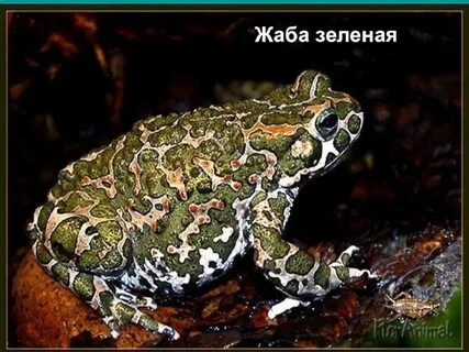 Bufo viridis жаба