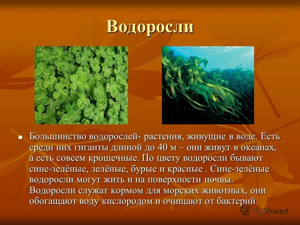 Почвенные водоросли