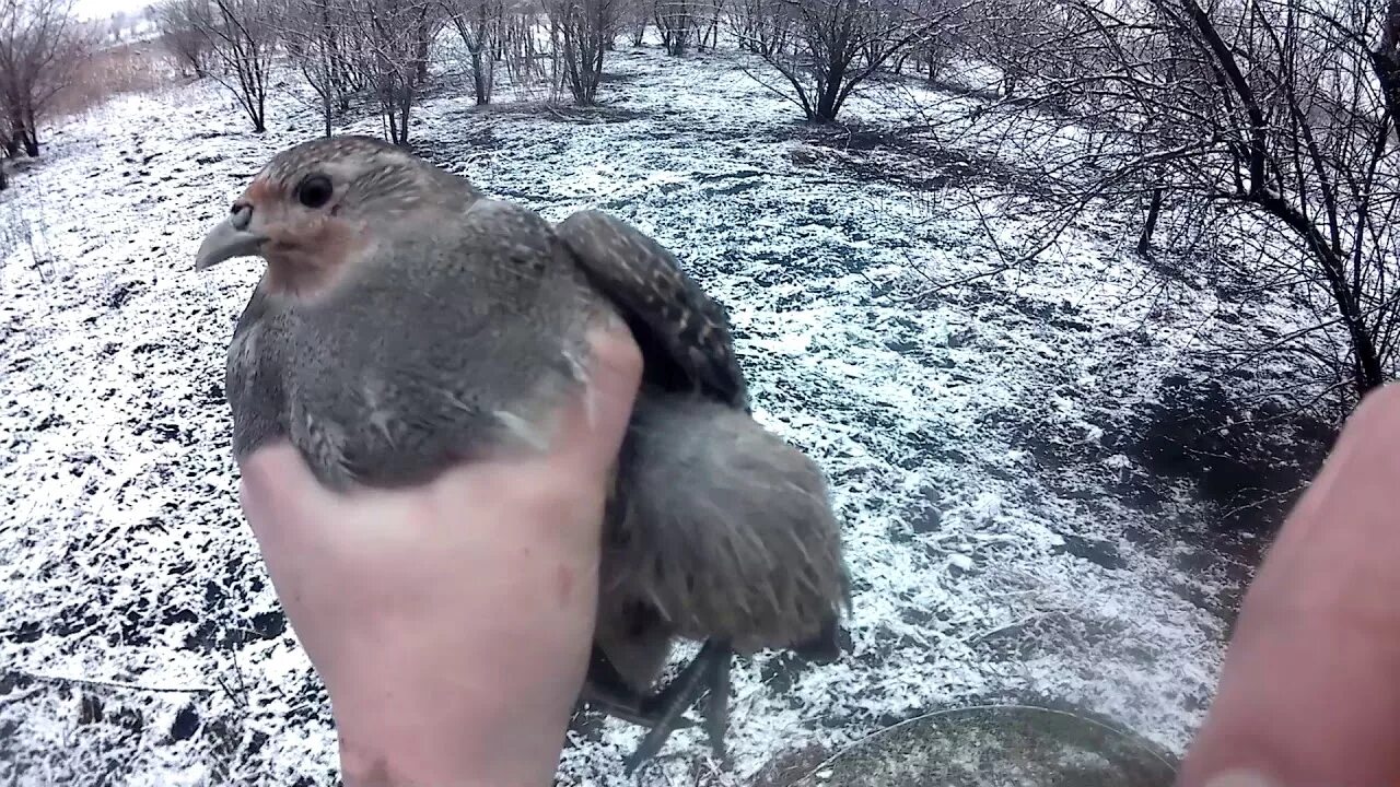 Ловушка для куропаток