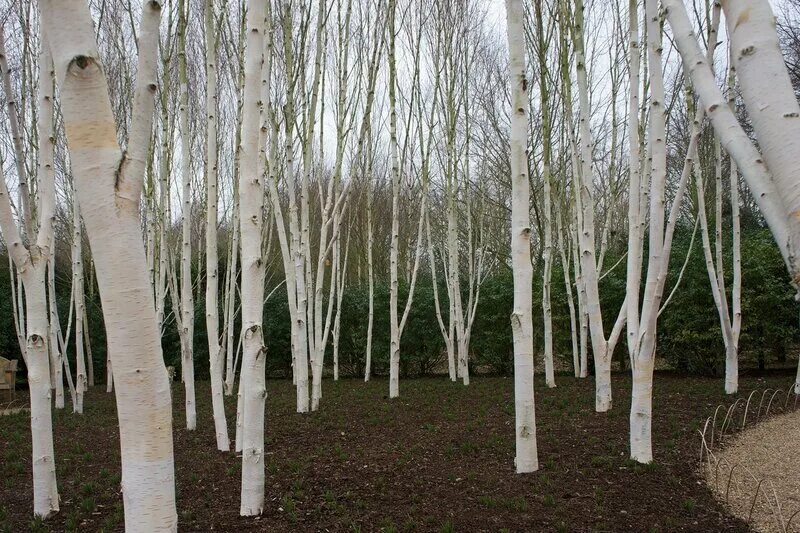 Заказать березку. Betula papyrifera. Береза бумажная papyrifera. Береза американская белая. Берёза бумажная зона зимостойкости.