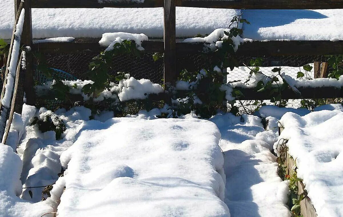 Огород зимой. Грядки под снегом. Садовый участок зимой. Зимние грядки.
