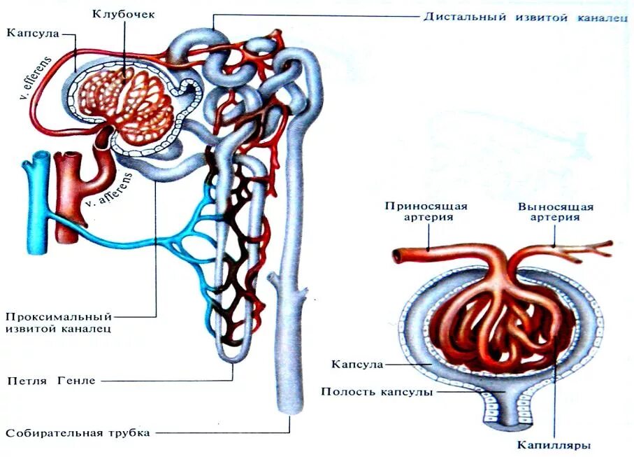 Строение капсулы нефрона рисунок. Выделительная система строение нефрона. Схема строения нефрона клубочек. Строение почки капсула нефрона