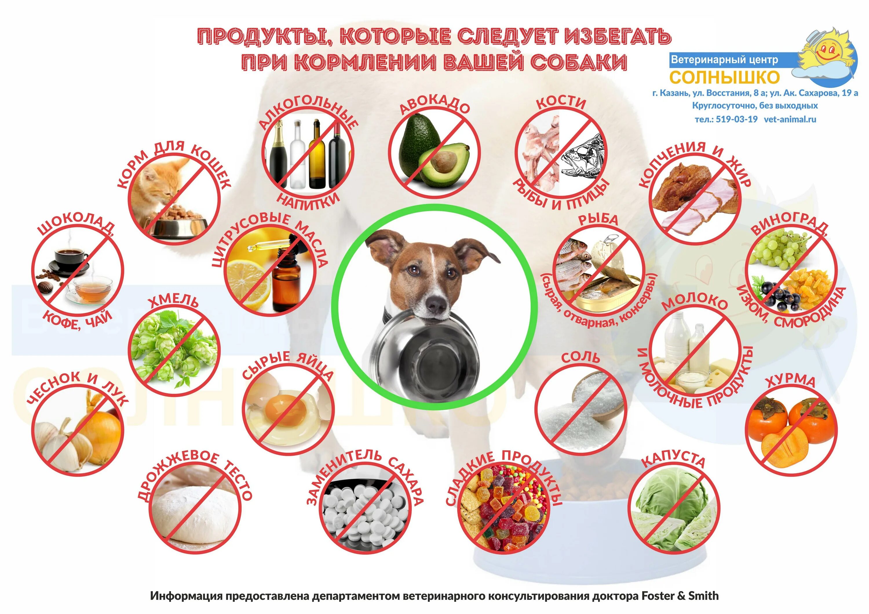 Какие крупы нельзя собакам. Что нельзя давать собакам. что нельзадавать собаке. какие продукты нельзя давать собакам. чем нельзя кормить собаку.