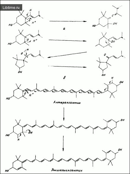 Хроматограмма каротиноидов. Схема биосинтеза каротиноидов. Синтез каротиноидов. Экстракция каротиноидов.