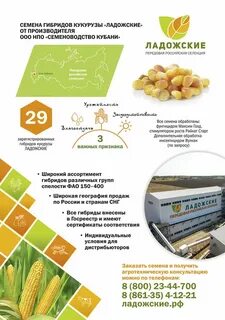 Ладожская кукуруза