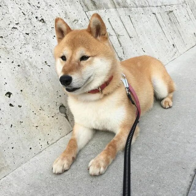 One cute Shiba to make your day better #Dogs #Pets #Puppy #Puppies #Dog #Pic #Pi