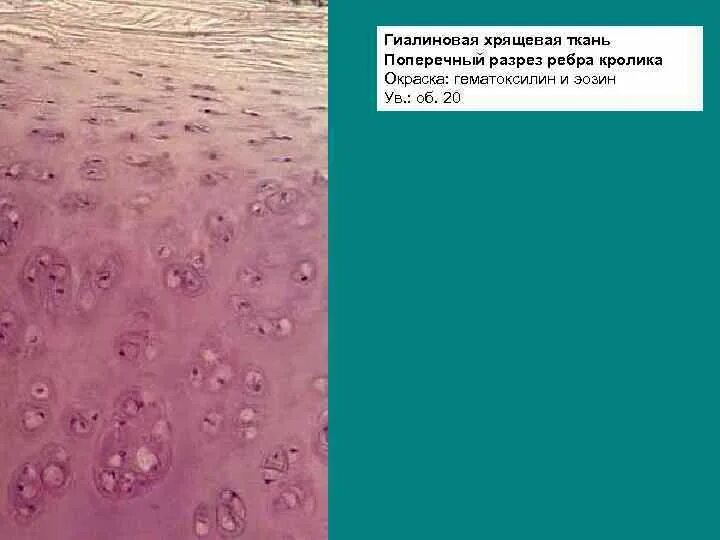 Лабораторная работа N 1 Микроскопическое строение тканей