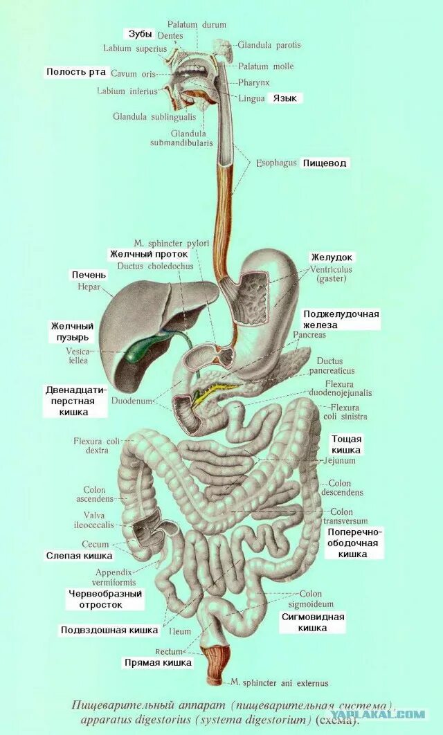Анатомический атлас пищеварительной системы человека. Строение пищеварительной системы человека схема. Схема пищеварительного тракта анатомия. Пищеварительная система человека схема органов пищеварения.