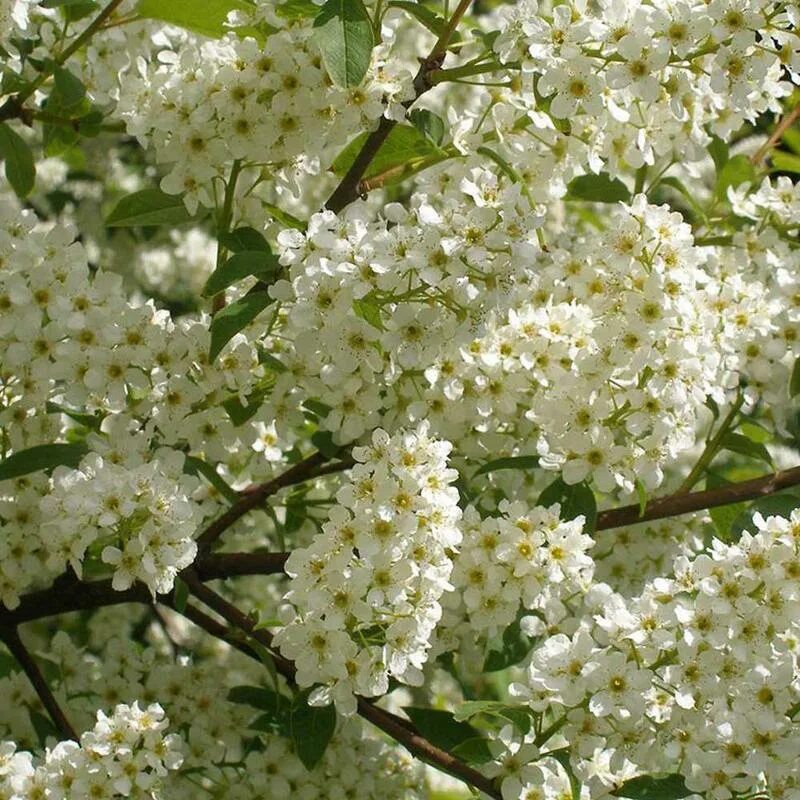 Черемуха во сне женщине. Черемуха обыкновенная (prunus padus). черёмуха обыкновенная на белом. черемуха парковая. черёмуха цветёт к похолоданию.