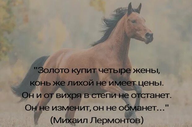 Поговорка коней на переправе. Красивые высказывания про лошадей. Высказывания о лошадях. Красивые высказывания о конях. Цитаты про лошадей.