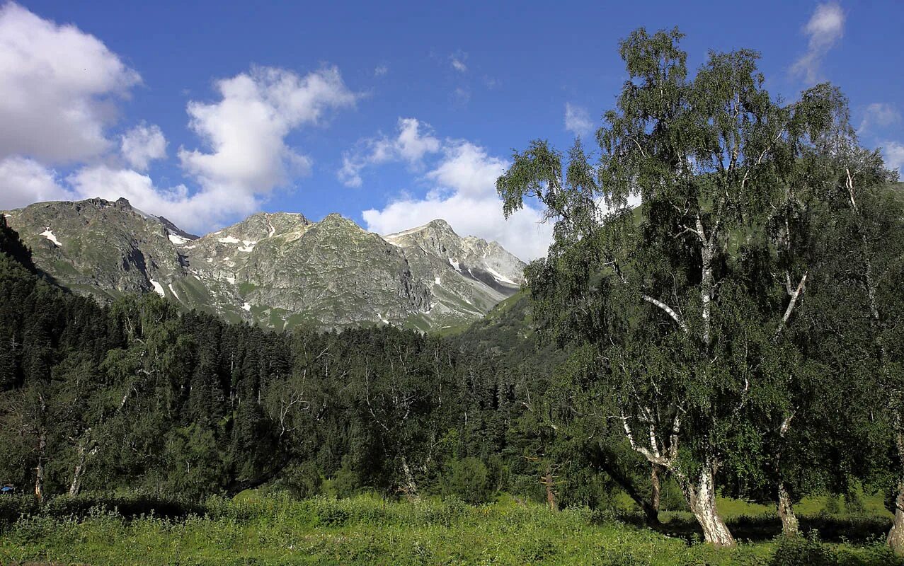 Ущелье АК Айры. Архыз ущелье. Березы в Архызе. Гора акайры. Фото айры