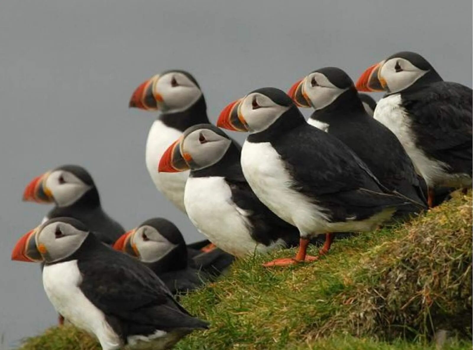 Atlantic puffin. Птицы северных стран. Птицы севера. Птицы крайнего севера. Дикие птицы холодных стран.