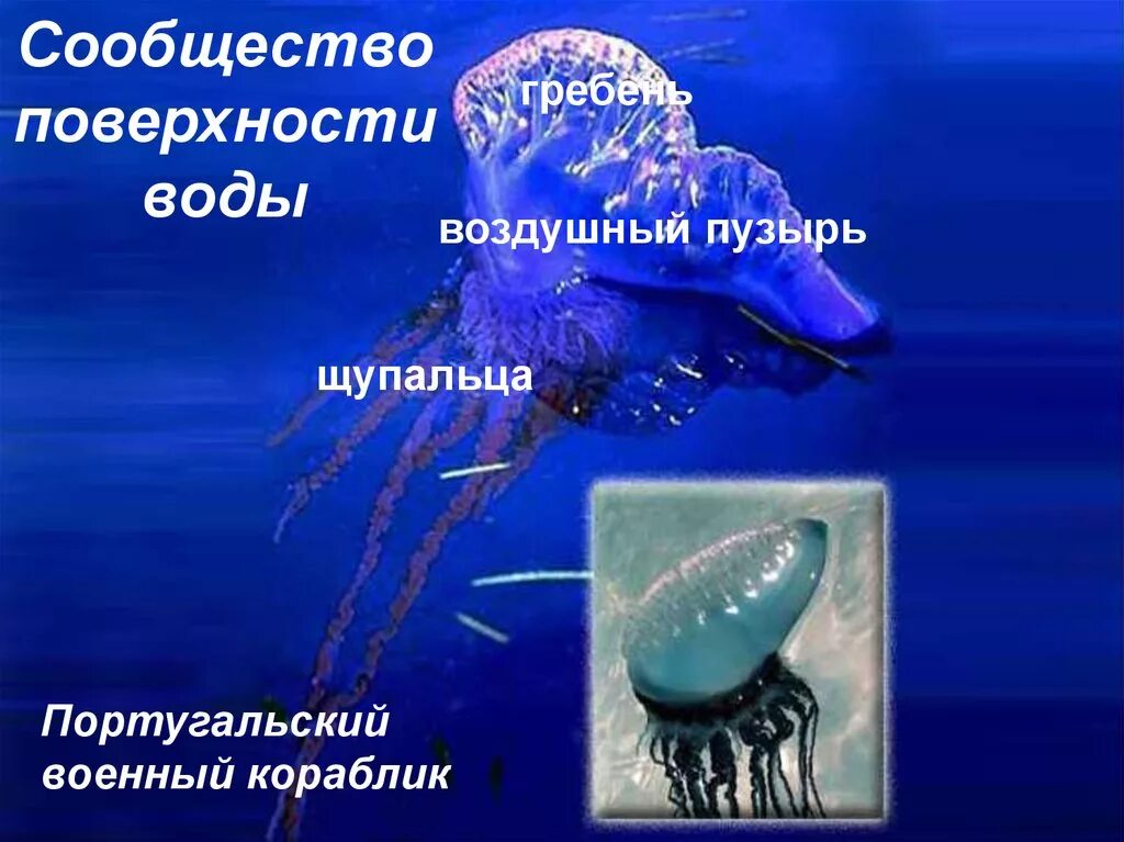 Сообщество толщи воды. Сообщество поверхности воды. Обитатели поверхности воды. Жизнь организмов в морях и океанах.