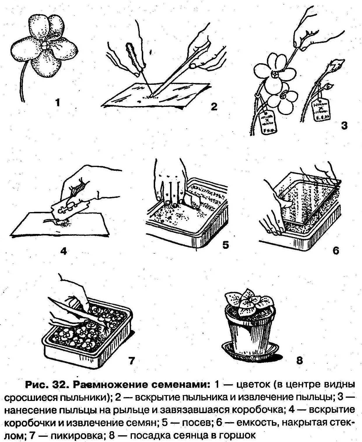 Фиалки комнатные размножение в домашних. Размножение сенполии листиками. Размножение сенполии листовым черенком. Размножение фиалки листовыми черенками. Вегетативное размножение сенполии.