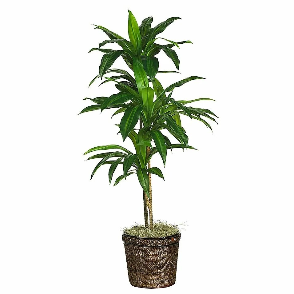 Драцена фрагранс голден кост. Пальма комнатная драцена. Драцена окаймленная bicolor. Драцена тонколистная. Драцена лемон лайм (140).