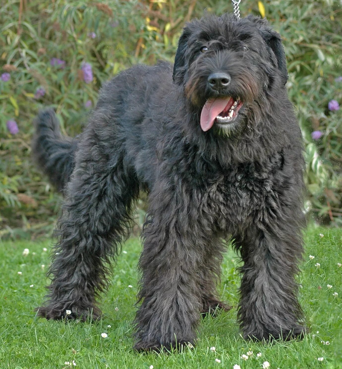 Скотч терьер (шотландский терьер) scottish terrier. Черный терьер (русский черный терьер). Терьер эрдельтерьер. Черный терьер купированный. Барбет терьер.