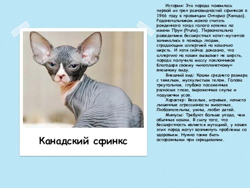 Сфинксы проблемы