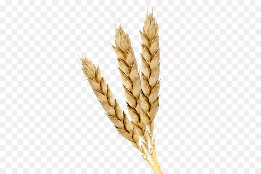 раскраска колосок пшеницы для детей. колос пшеницы рисунок. белый колосок. колос пшеницы гравюра. колоски графика.