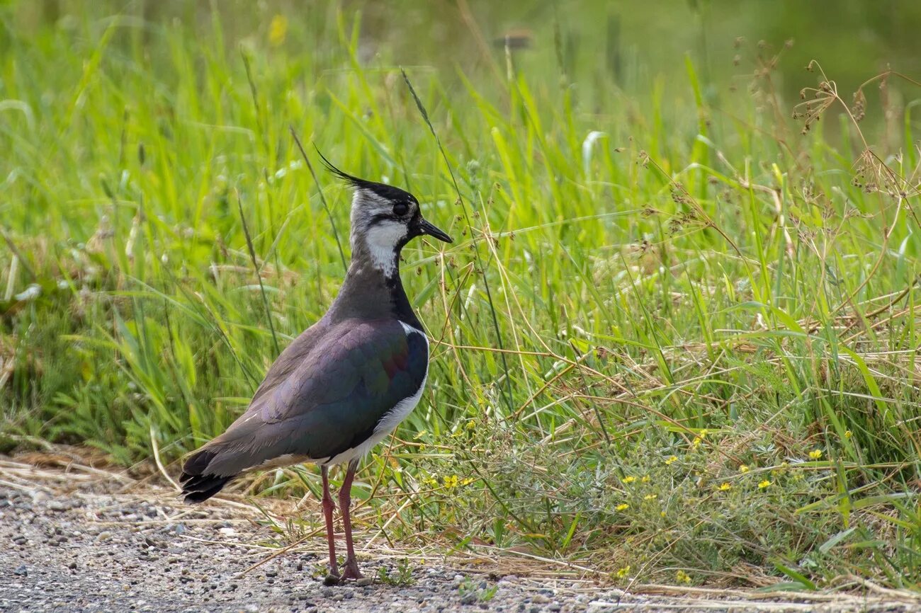 птица с длинным хохолком на голове. чибис болотный. удод степной. чибис луговка. птица с длинным хохолком на голове.