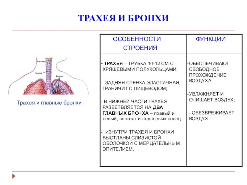 Функции трахеи