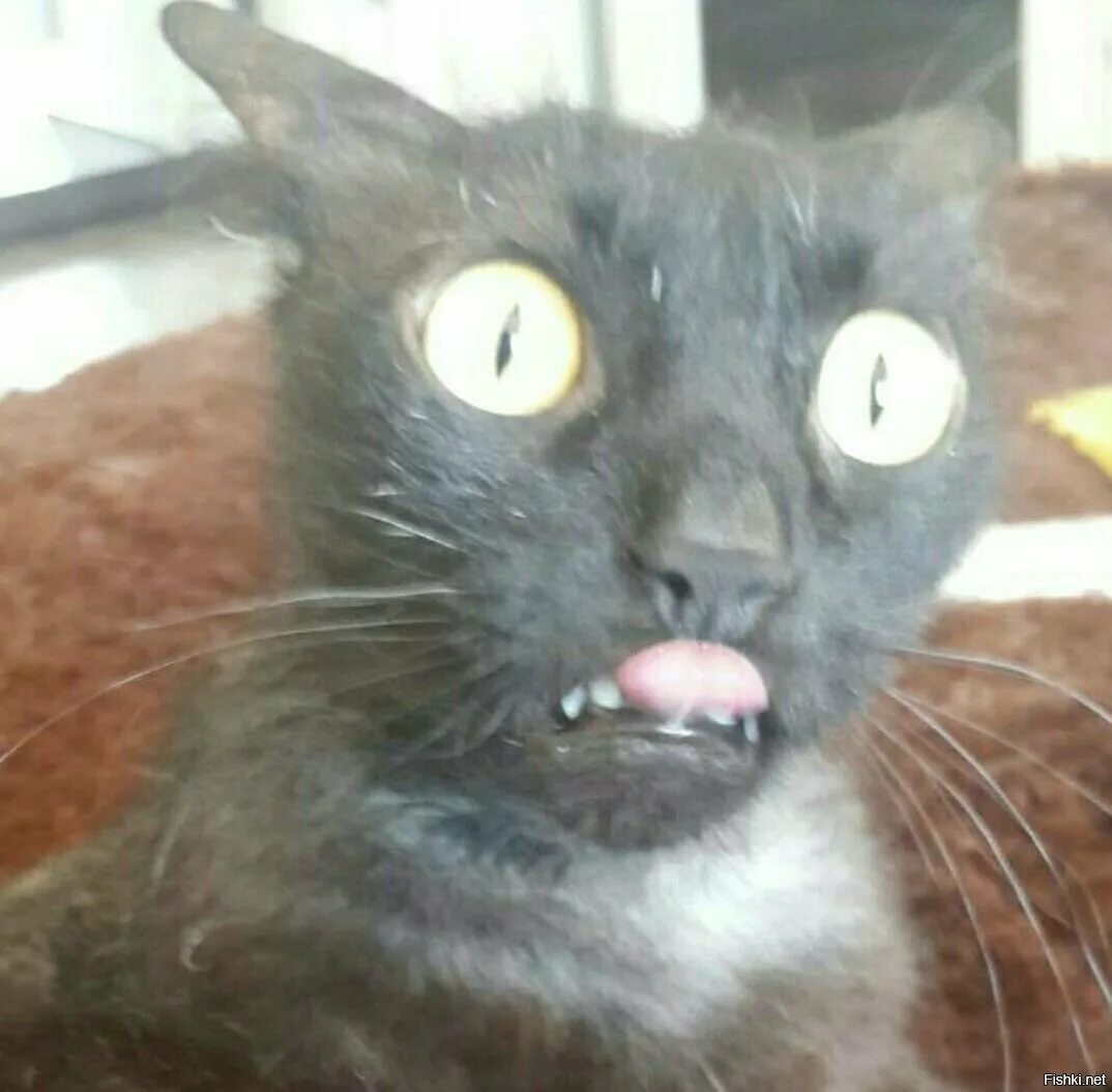 Всратая кошка. Упоротые еблеты котов. Серьезный белый кот. Упоротые коты. Котик орет.