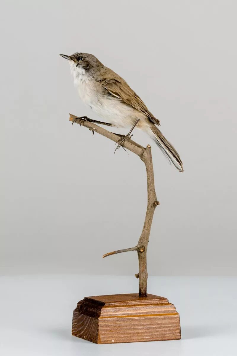 Таксидермия оформление дома. Чучело модель. Подставка для чучела птицы. Царь осетр. Саратовский сувенир стерлядь.