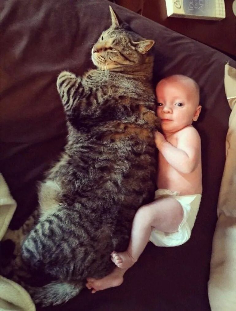 Породы кошек которые любят детей. Коты и дети. кот для детей. кот и младенец. маленькие дети и кошки.