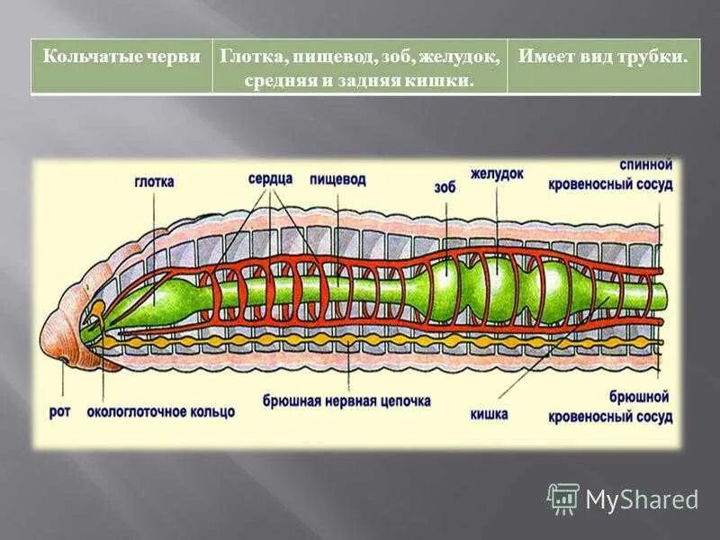 Рисунок строения червя. Тип кольчатые черви строение тела. Строение кольчатых червей по системам. Малощетинковые кольчецы строение. Пищеварительная система кольчатых червей 7 класс биология.