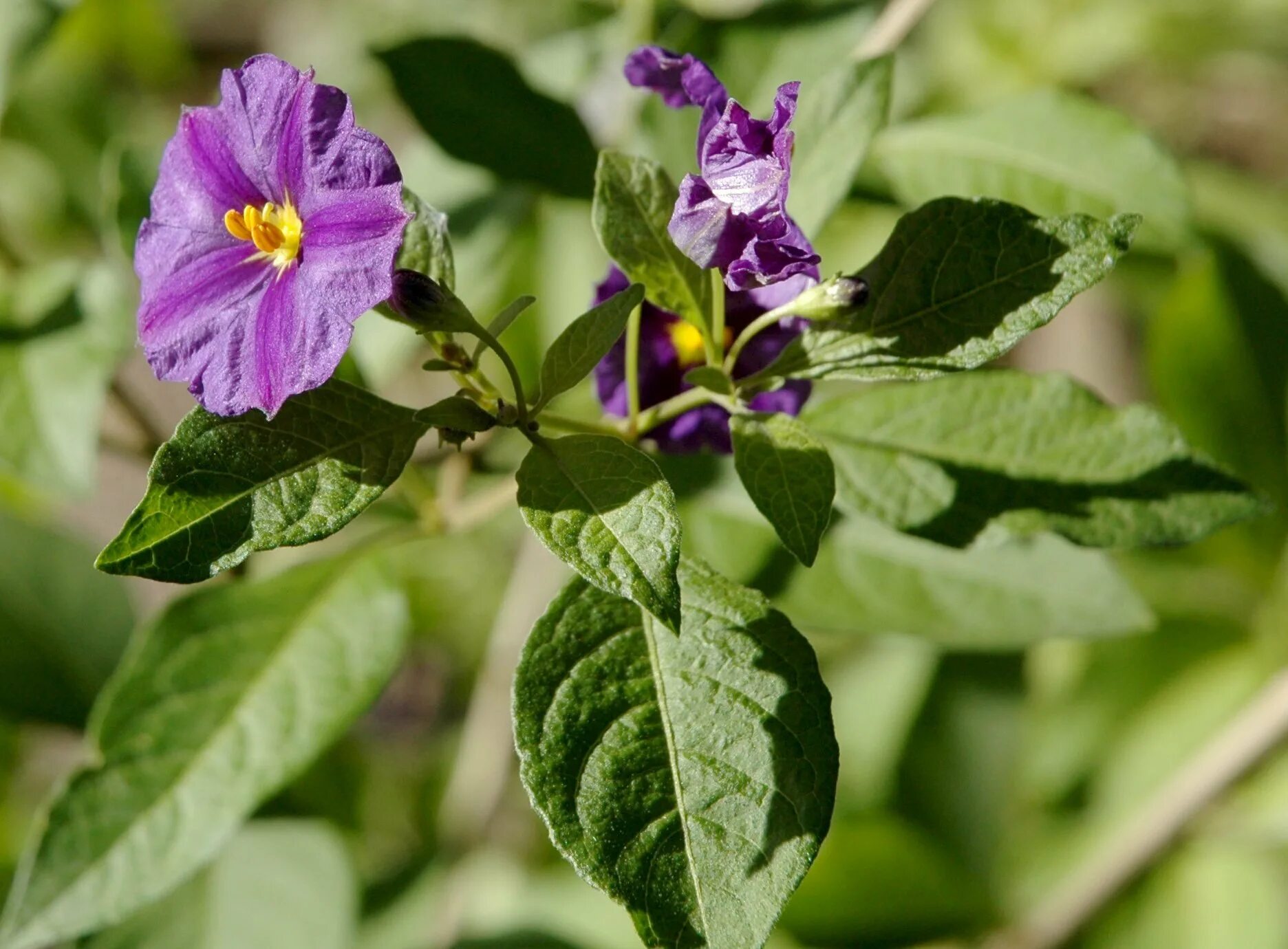 Для защиты от насекомых вредителей пасленовые растения. Solanum indicum. Паслен. Фиолетовый паслен. Паслен калифорнийский.