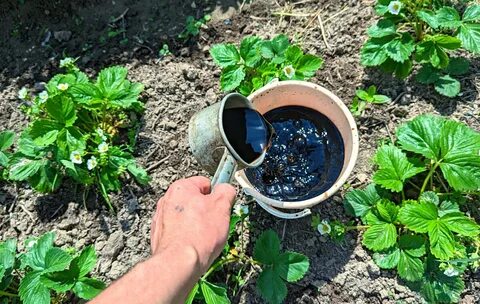 Клубника полив во время цветения и плодоношения