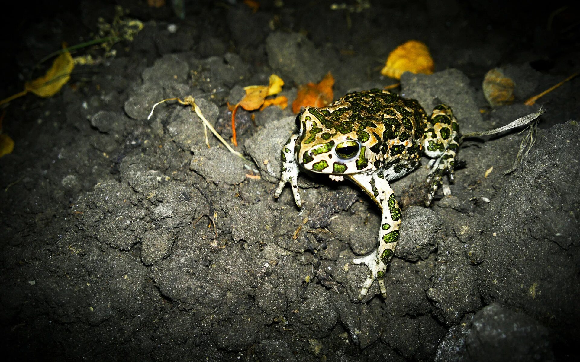 Лягушка в земле. Земная жаба. Земляная жаба. Жаба в земле.