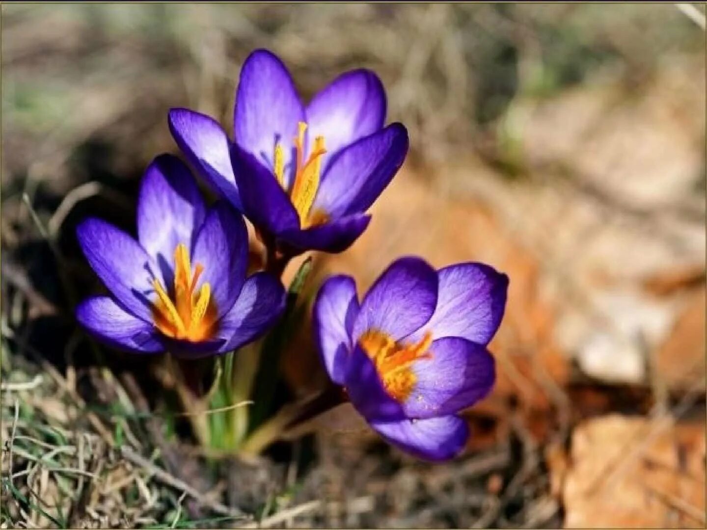 Крокус Шафран Крымский. Крокус Шафран цветок. Крокус (Шафран) первоцвет. Первоцветы крокусы.