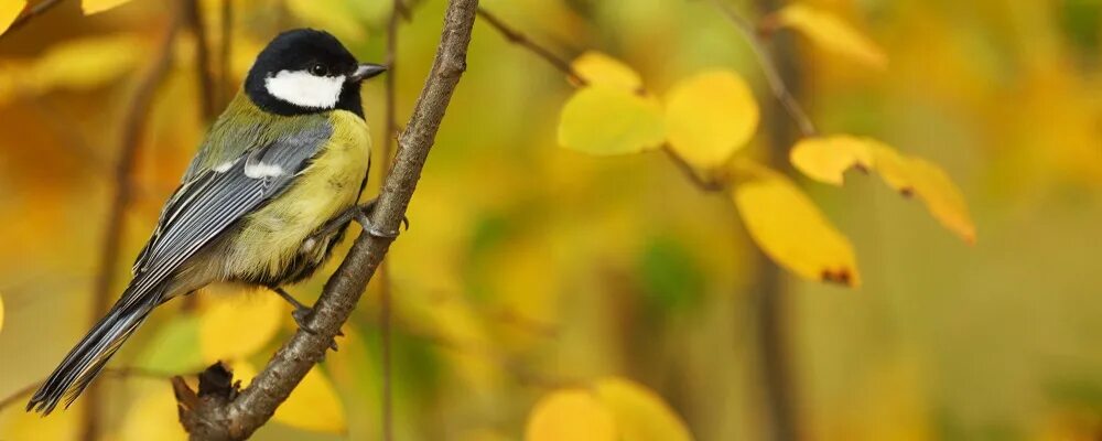 Fall bird