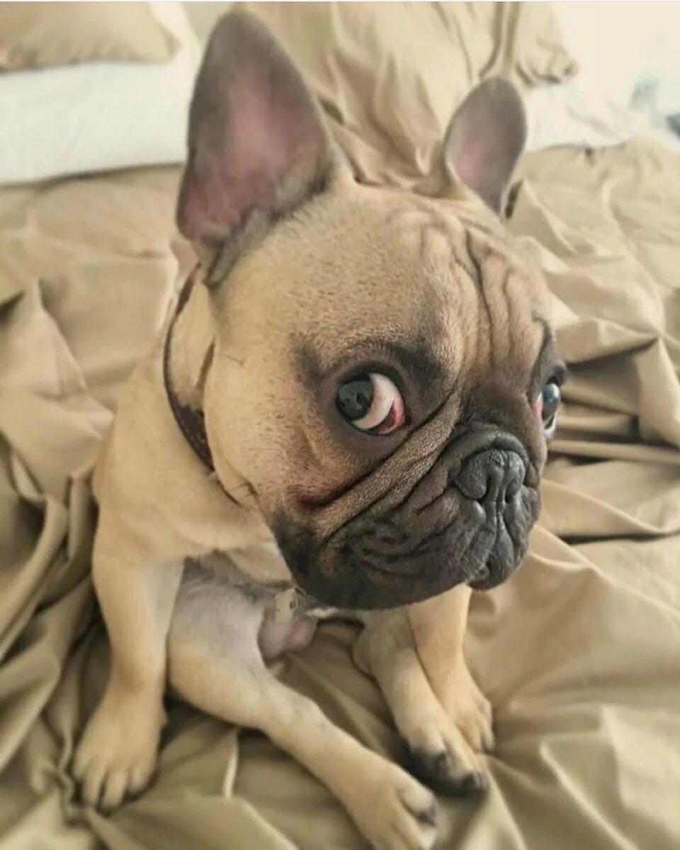 Смешные бульдоги фото. Смешные французские бульдоги. смешные бульдожки французские. французский бульдог приколы. самые смешные французские бульдоги.