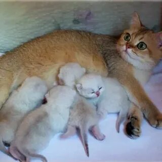 Сколько лет котятся кошки