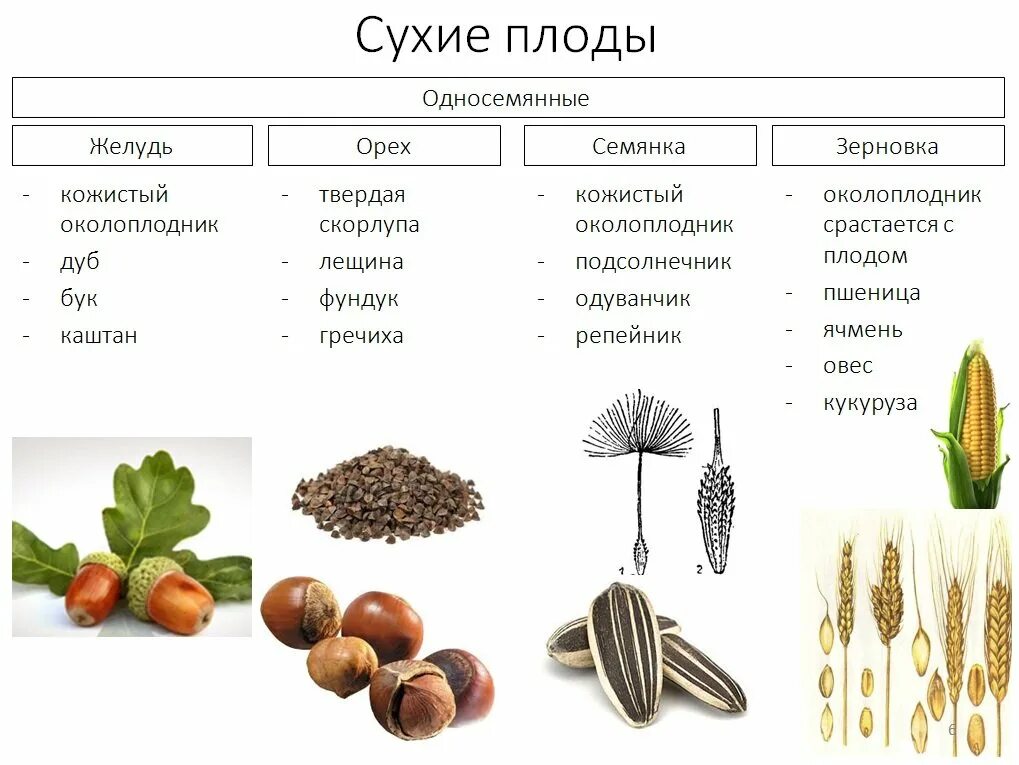 Плоды строение и классификация плодов. Плод строение плода классификация плодов. Односемянныетипы плодов. Типы плодов сухие и сочные.