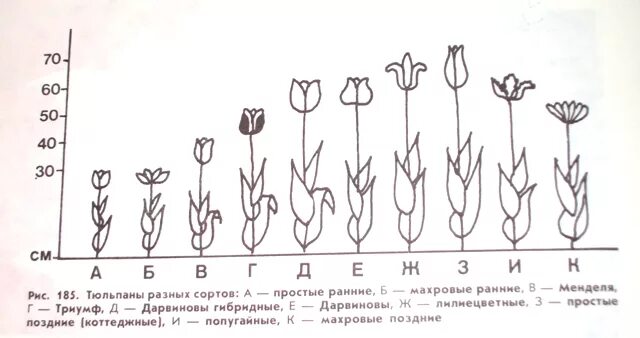 Сколько выдерживают тюльпаны. Схема посадки луковичных цветов. Стадии развития луковицы тюльпана. Фазы развития тюльпана схема. Фазы роста тюльпана.