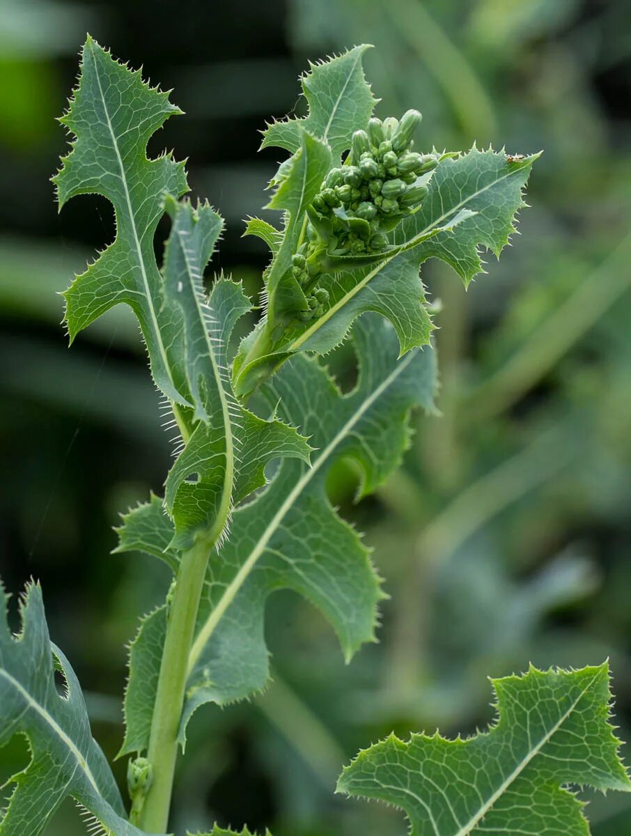 Дикие сорняки. Латук Компасный. Латук Компасный Lactuca. Латук дикий (Lactuca virosa). Латук дикий, латук Компасный.