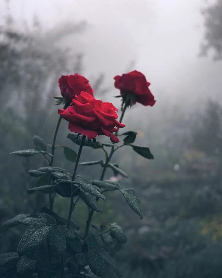 Цветок грустит. Дарк Роуз Эстетика. Атмосферные цветы. Грустный цветок. Розы в тумане.
