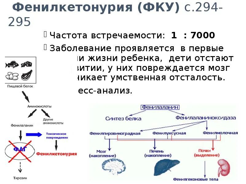 Фенилкетонурия генотип. Генетическое заболевание фенилкетонурия. Механизм развития фенилкетонурии схема. Фенилкетонурия симптомы Тип наследования. Фенилкетонурия происхождение болезни.