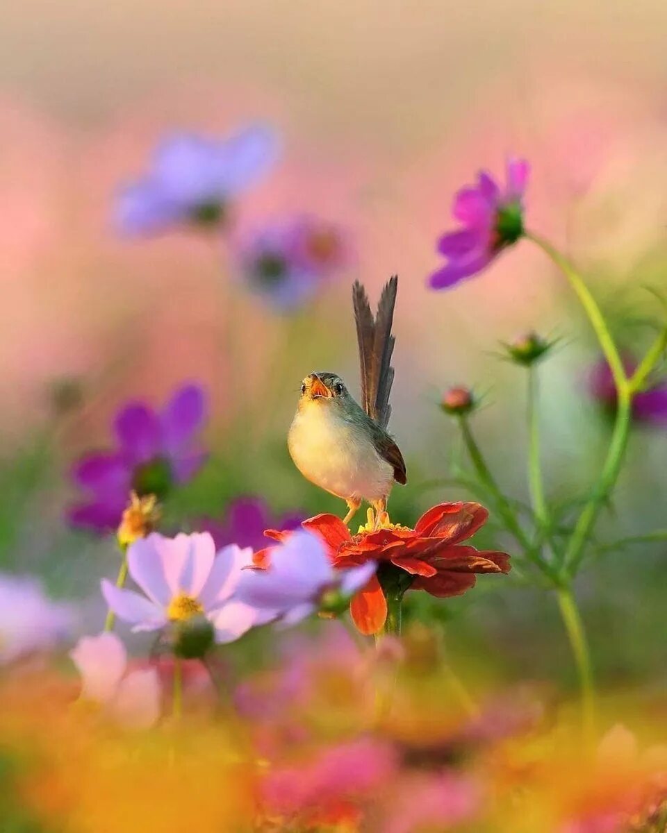 Добрый день птички. Красивые птички. Птицы летом. Природа цветы птицы. Утро птицы.