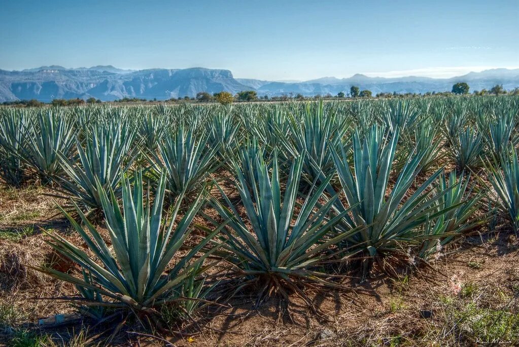 Текила agave. Текила Агава Мексика. Агава в открытом грунте в Крыму. Агава голубая. Сизаль растение Агавы.